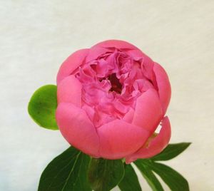PIVOINE PINK HAWAI  Fleurs de France 60